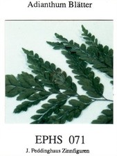 Peddinghaus (Varie Scale)