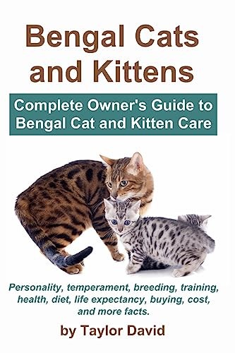 Bengal cats and kittens - bengal,