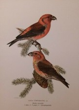 LOXIA CURVIROSTRA  - SVENSKA FLAGAR - Stoccolma 1927 / 1929