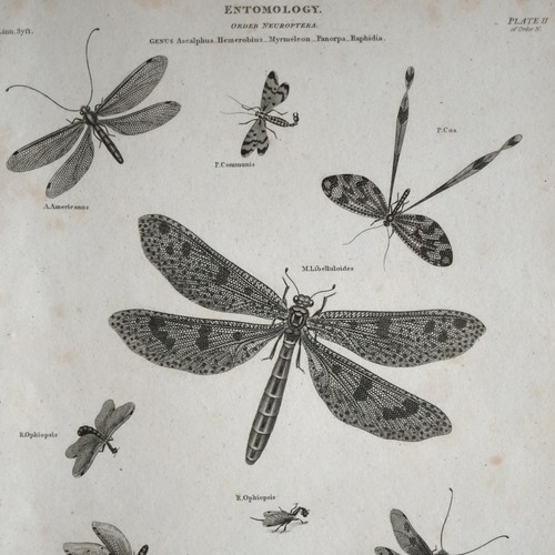 Entomology insetti - entomology,