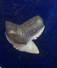 Squalo tigre fossile