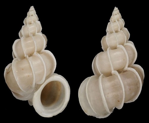 Coquillage collection - coquillage,