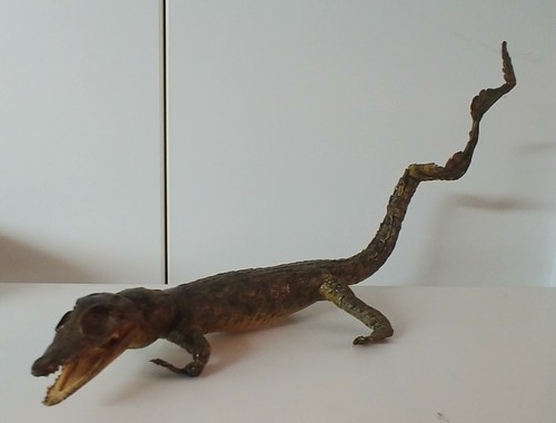Coccodrillo imbalsamato anni - coccodrillo,