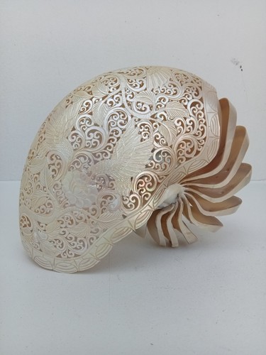 Conchiglia nautilus intagliata - nautilus,