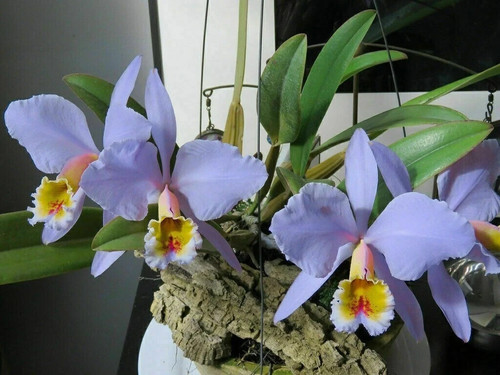 Specie orchidea cattleya - specie, di