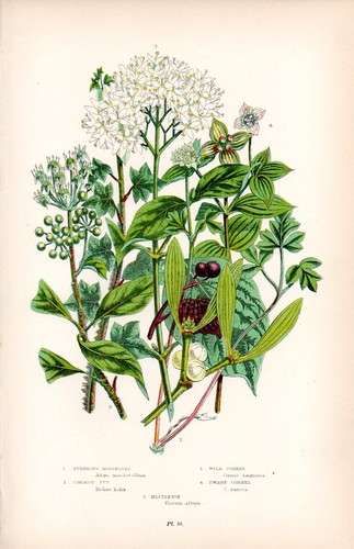 1899 stampa botanica - 1899,