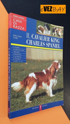 Cavalier king charles - cavalier,