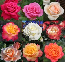 Rosa rifiorente bellissima pianta di rose in vaso ø20 cm colori assortiti