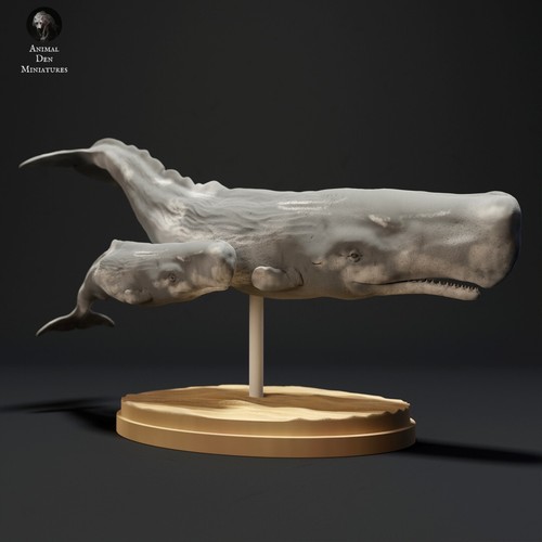 Capodogli sperm whale - 2, ,2