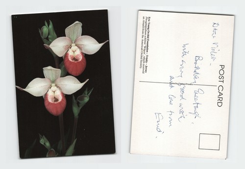 Vintage postcard phragmipedium - vintage,