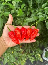 Dorset Naga Pepper Seeds