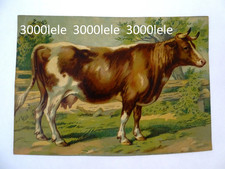 ANTICA OLEOGRAFIA ANIMALI