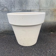 Serralunga pianta ornamentale