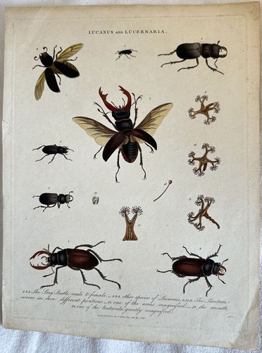 Lucanus and lucernaria - lucanus,