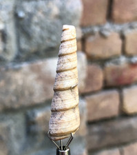 Gastropode fossile 27 carati