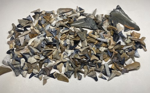 Megalodonte toro dente hemi - megalodonte,