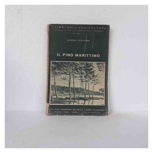 Pino marittimo giacobbe - pino,