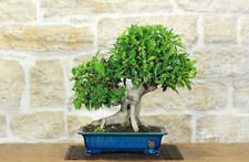 Bonsai ficus retusa - bonsai,