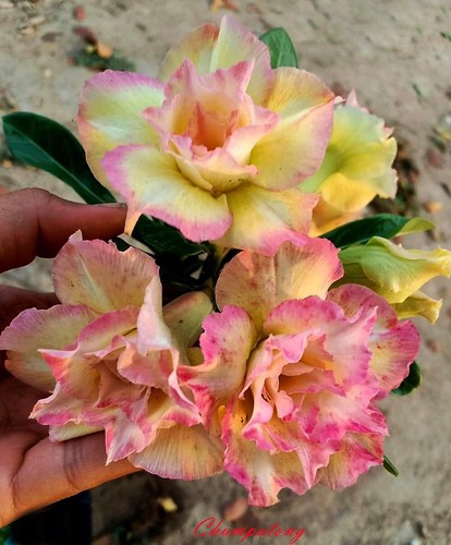 Nuovo adenium obesum - nuovo!,