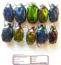 Cetonia aurata pisana (10 ex)