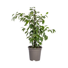 Fico benjamina golden king - golden,