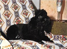 Barboncino nero. Non viaggiata