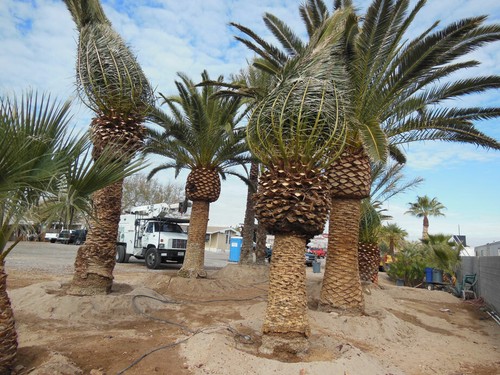 Year canary island date - year,