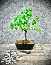 Malus golden hornet - sp., "golden