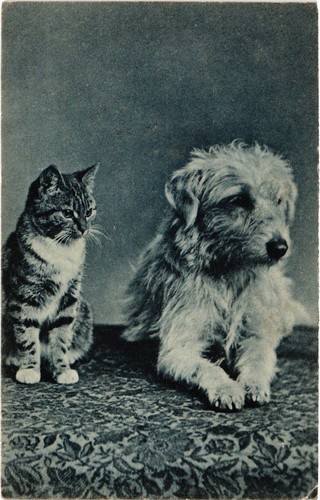 Cpa dog with - dog, cat