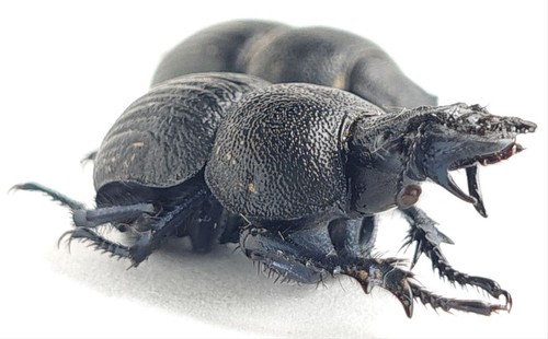Coleottero geotrupidae lethrus - coleottero,