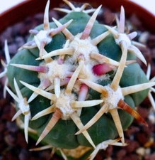 Echinocactus horizonthalonius cv SIROTOGE SUIHEIMARU SEEDS - SEMEN