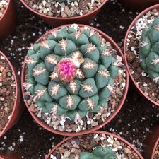 Pianta di Cactus Succulenta 7CM Coryphantha Elephantidens Tanshi Casa Giardino Pianta