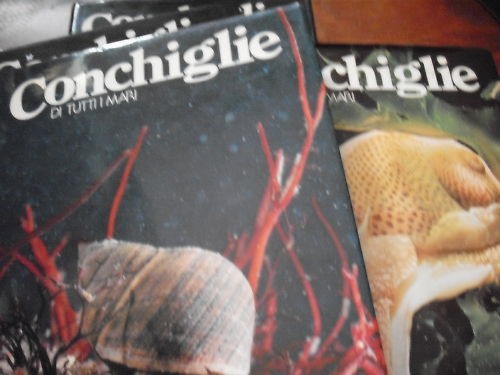 Conchiglie tutti mari - conchiglie, 4