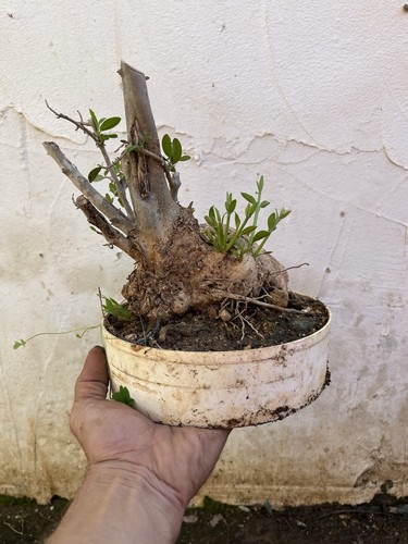Bonsai olivastro - ,