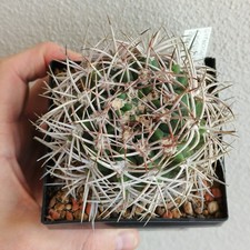 Gymnocalycium Ferox v. Ferocior STO866 Vaso 10 (semina 2000)