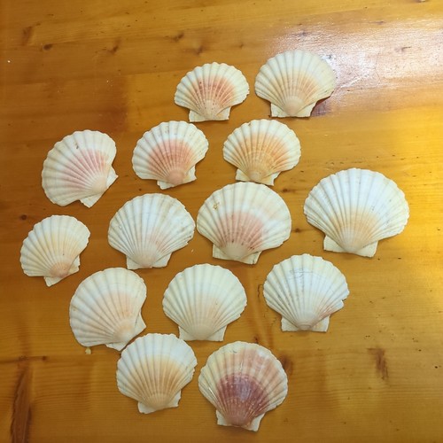 Lotto conchiglie capesante - 14,