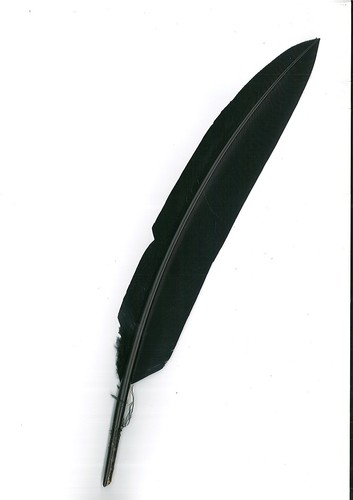 Penna per cappello - penna,