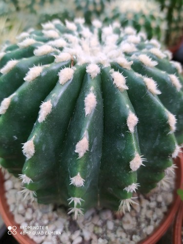 Echinocactus grusonii inermis - echinocactus,