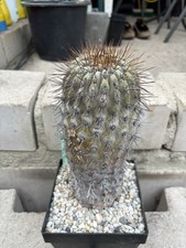 Copiapoa cinerea di Caleta