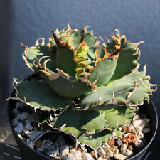 Piante succulente in pizzo di