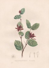 Calycanthus Floridus Spezie Litografia Botanica Van Geel Sertum Botanico 1829