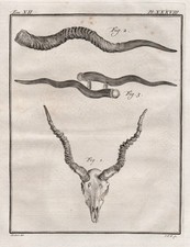 Antilope Antelope Corna