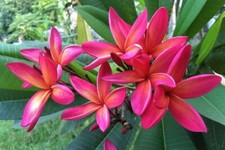Frangipani rosso - albero del