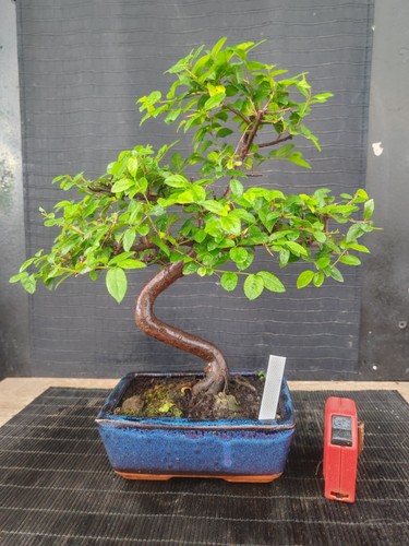 Bonsai ciliegio cinese 36 - di, h