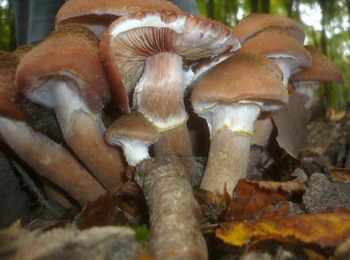 Armillaria lutea giallo - , miele