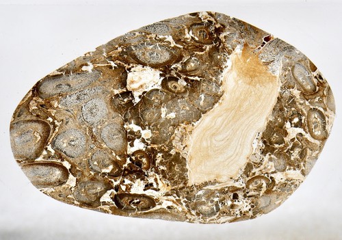Impianto felci fossili di - di,