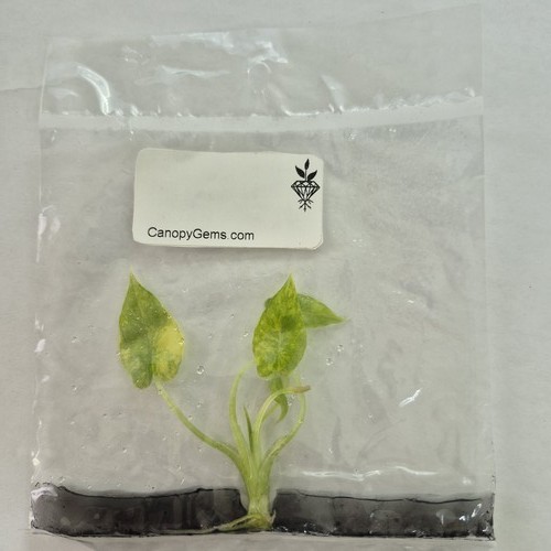 Alocasia macrorrhiza aurea - alocasia,