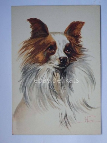 Cane dog farfalla spaniel - dog,