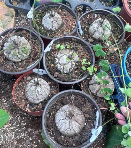 Elefantipi dioscorea cm - dioscorea, 7