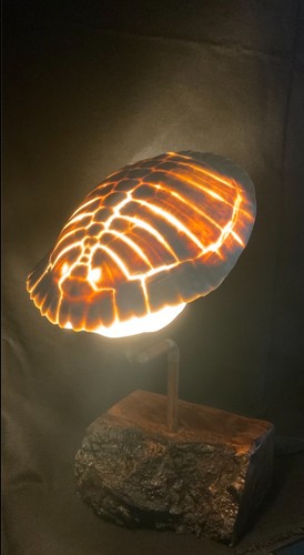 Lampada carapace tartaruga - lampada,